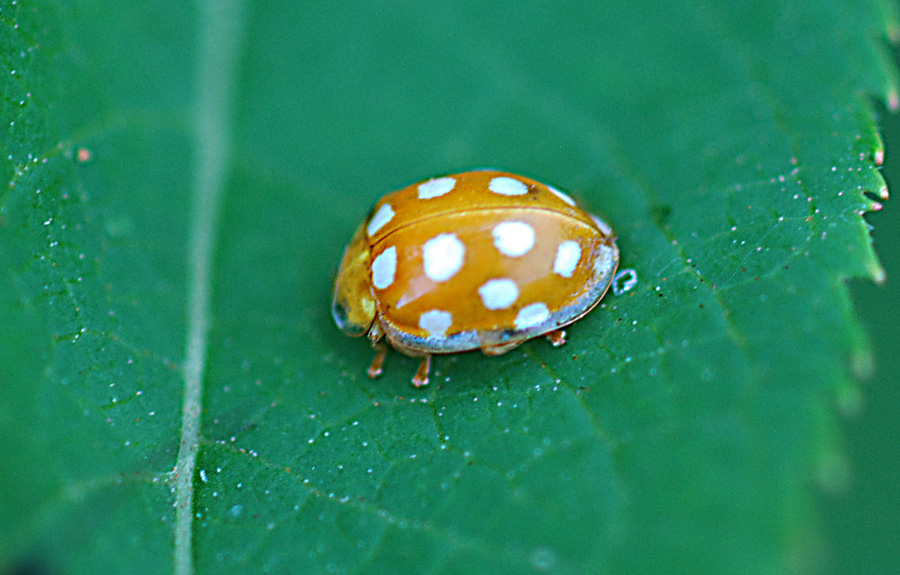 Calvia quatuordecimguttata